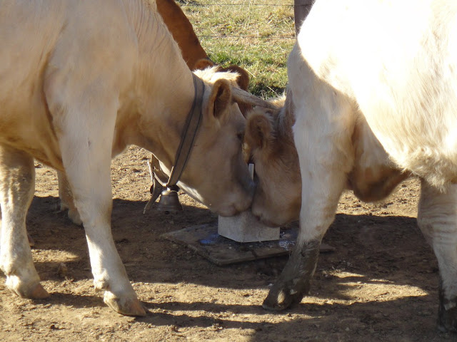 Vaches qui mangent du sel