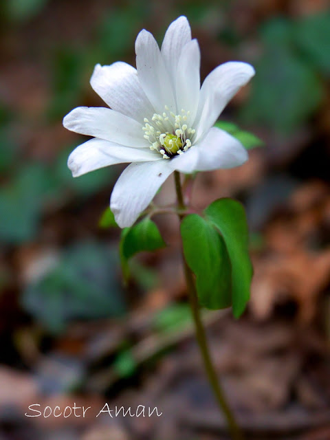 Anemone raddeana