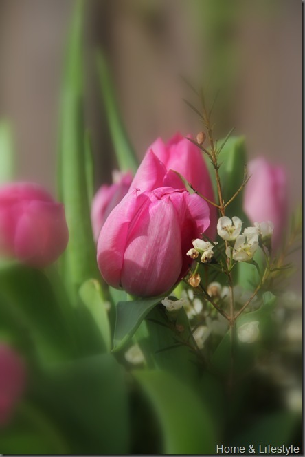 IMG_0451_thumb1