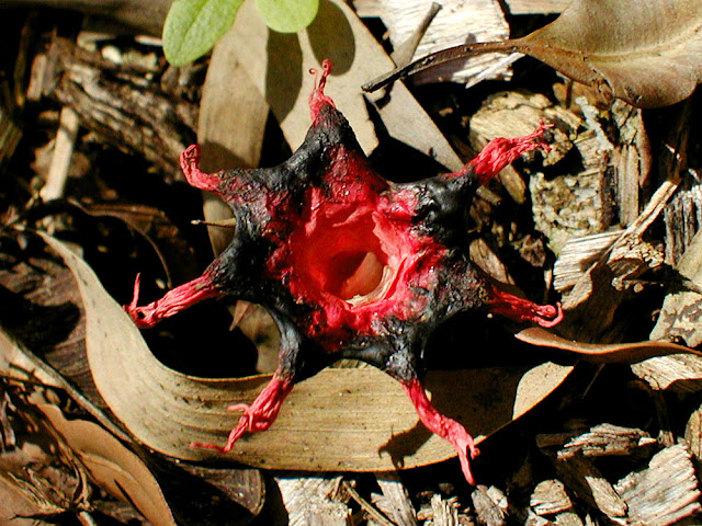 Anemone Stinkhorn Aseroe rubra. Australia. Photo by Loire Valley Time Travel.