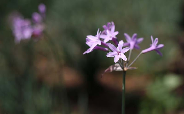 Society Garlic Flowers Pictures