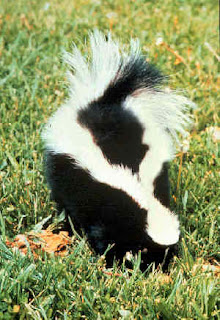 [Striped_skunk[1].jpg]