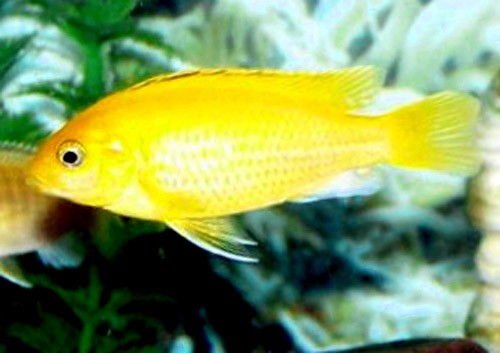 Ikan Air Tawar II – Septian Cahyo Susilo