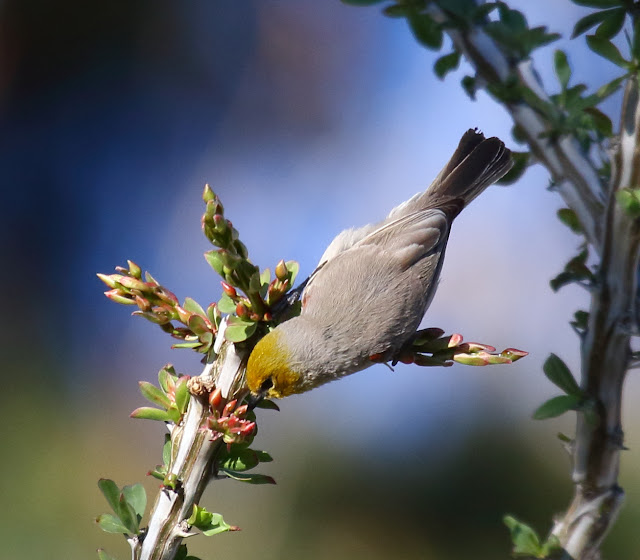 Verdin