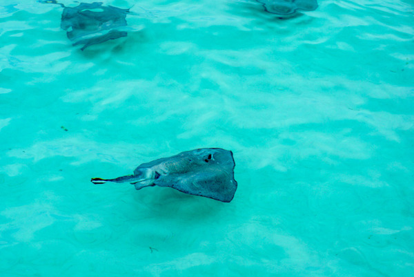  photo 201408-Cayman-Stingray-14_zpsjnw9bmbk.jpg