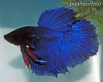 ... halfmoon kot dark blue halfmoon betta fish la naman