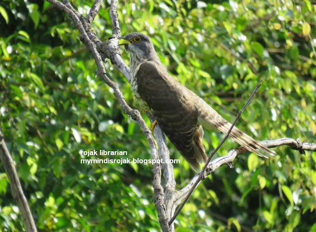 Large Hawk Cuckoo in Bidadari