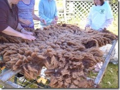 Skirting a moorit fleece