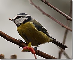IMG_1410
