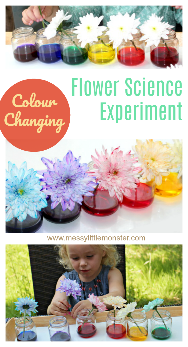 Colour Changing Flowers Science Experiment - A fun science project for kids or easy science experiment for preschoolers. This cool science experiment teaches children about how plants absorb water.