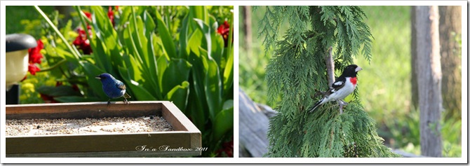 Indigo Bunting 5-23 copy