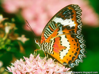 Butterfly Desktop Wallpaper HD