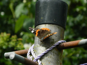 30 Days Wild Challenge , Red Admiral Butterfly