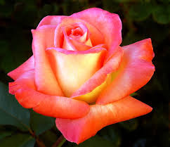 Love Rose 11