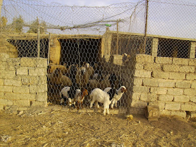 Sufera Olia petting zoo