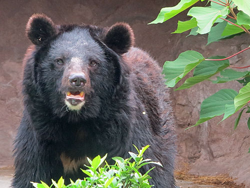 Asian Black Bears in Japan, Nagoya Zoo