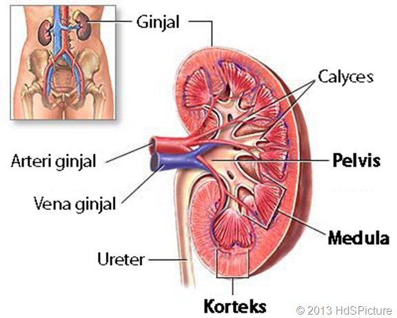 3 Bagian Utama Ginjal Manusia (yang dicetak tebal)