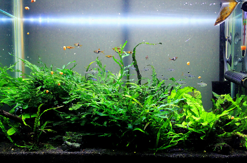 自作のled照明で水草水槽に挑む 60cm陰性水草水槽 12ヶ月目 自作のled照明で水草水槽に挑む 60cm陰性水草水槽 12ヶ月目