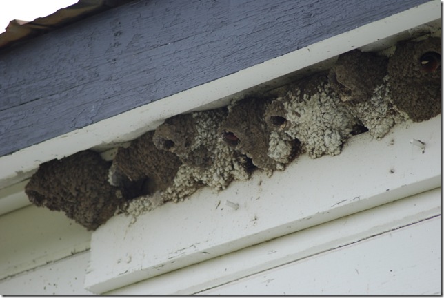06-03-09 Creamer's Refuge Cliff Swallows 001