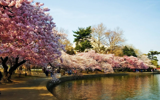 Nature 3D Cherry Blossom Wallpapers