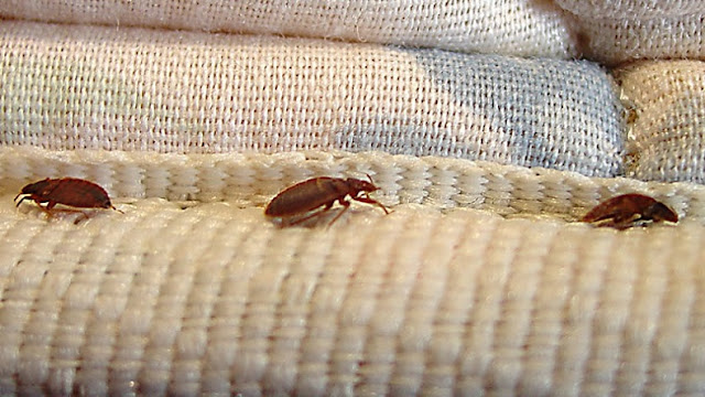 Methods to Control Bed Bugs Awesome Pest