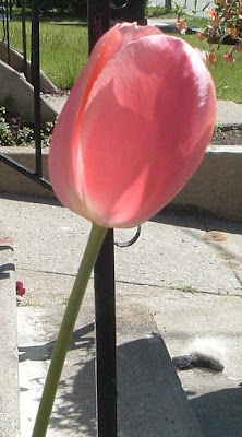 [Photo: another pale pink tulip.]