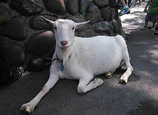 板橋こども動物園の山羊