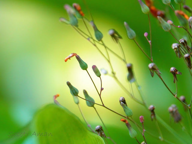 Yungia japonica