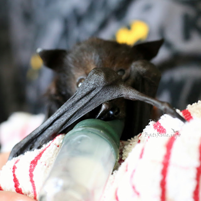 Rehab | Megabat black male baby Flying-fox fruit bat