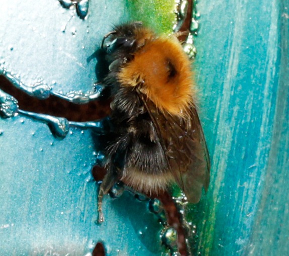 12_03_11_Longfield_067_tree_bee
