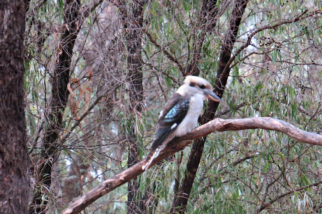 Australian Kookaburra