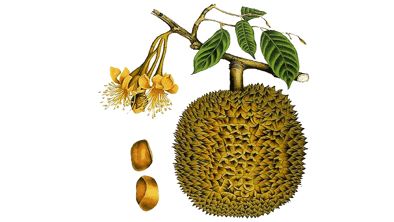  Gambar  Mewarnai  Buah  Semangka Gambar  Durian  Hitam Putih di 