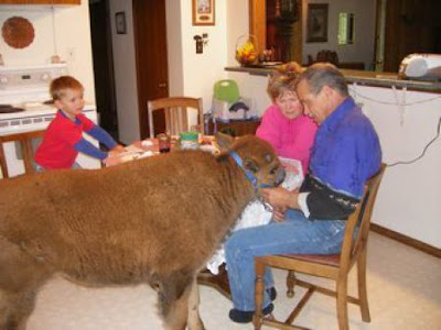 Buffalos Can Also Be Amazing House Pet Seen On  www.coolpicturegallery.us
