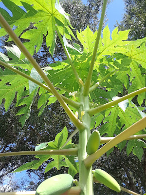 Papaya grown from seed