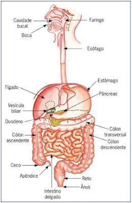 sistema gastrointestinal account