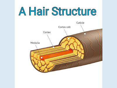 समय से पहले बाल सफेद होने का कारण जानने से पहले यह जानना जरूरी है कि आखिर बाल किसके ओर कैसे बनते है। बाल मुख्य रूप से केरोटीन बने है केरोटीन एक तंतुमय मजबूत प्रोटीन होता है इसके अलावा बालो में कुछ मिरल्स तत्व जैसे calcium ,zinc, iron बहुत कम मात्रा में पानी तथा लिपिड भी पाया जाता है।  Hair बाल मुख्यता 3 layer से मिलकर बना होता है-