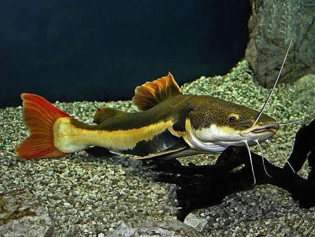 Ikan red tail catfsih terbesar