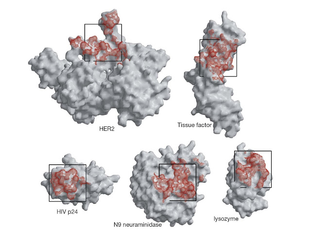 Antibody footprints (red) on a range of antigens.