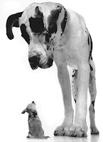 Great Dane