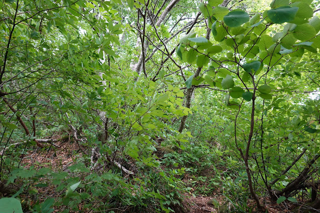 鳥取県西伯郡大山町大山　野田ヶ山