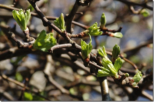 12.03.18 spring walk 003