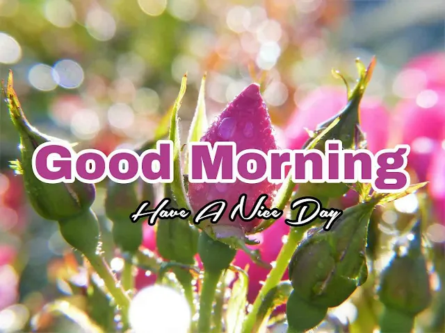 Good Morning Rainy Day Images HD Download Pic