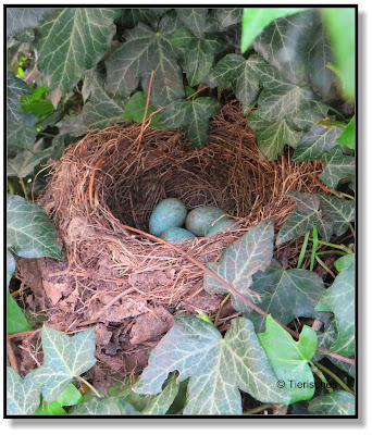 Nest einer Amsel mit vier Eiern