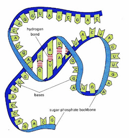 Ribonucleic acid (RNA)