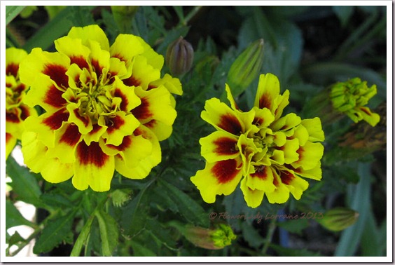 02-17-marigolds