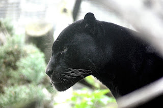 black panther