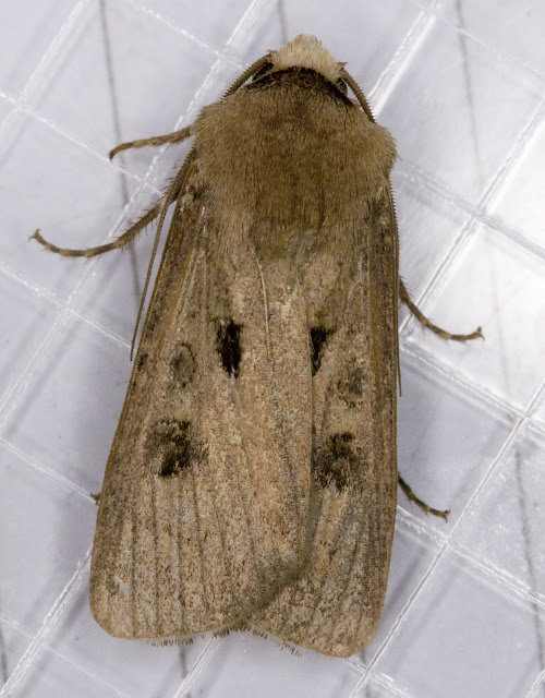 Heart and Dart moth, Agrostis exclamationis.  A Noctuid.  From a moth trap on Farthing Downs on the night of 16th July 2011.  Moths and Butterflies on Farthing Downs, with Gill Peachey.  Photographed on Sunday 17th July 2011.