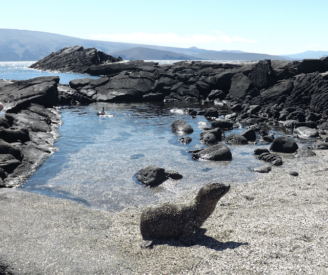 Isla Fernandina, Islas Galápagos