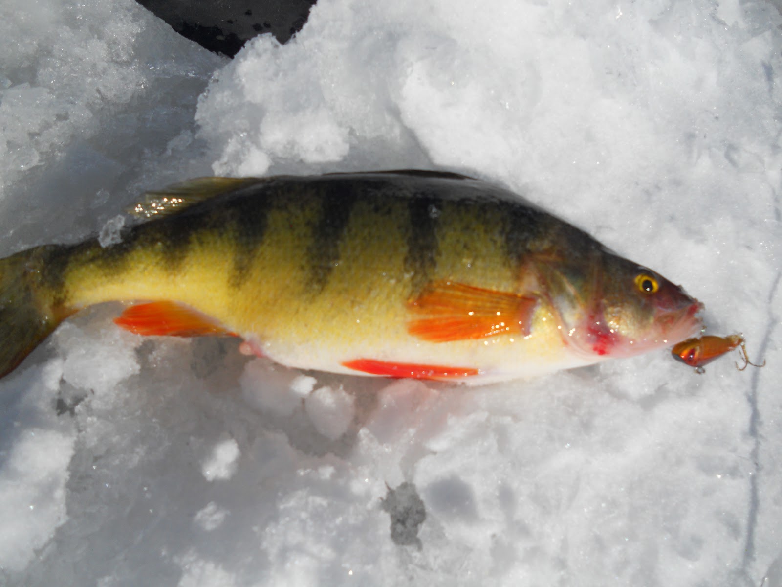 OUTDOORS NM: Ice Fishing Tips & Tricks from Matt Pelletier ...