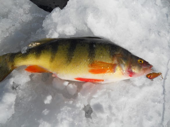 Ice Fishing Lures For Perch - Jumbo Perch Before Freeze-Up | HUGE PERCH | AnglingBuzz - Dr.fish 5 pack ice fishing jigs 1/2oz, vib lures hard lures with tackle box lead jigs sinking lures treble hooks swim jigs perch walleye winter fishing $14.99 $ 14.